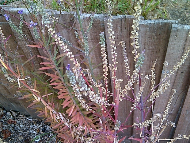 weeds 620 Inspirations