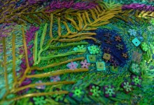 Lush – The Life of a Peacock